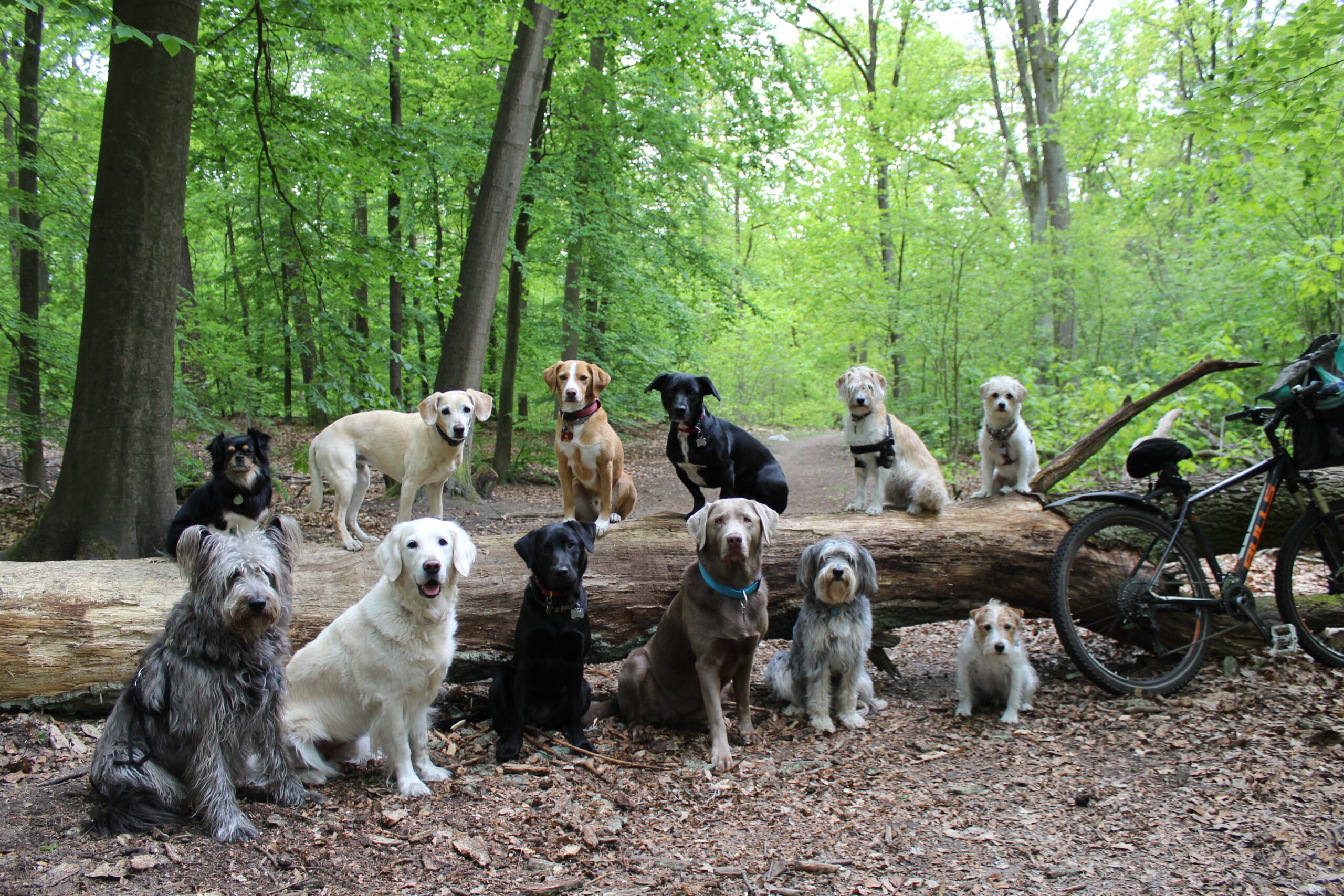 Hunde auf Baumstamm Kopie